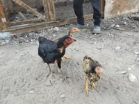 Chickens — الصورة 4