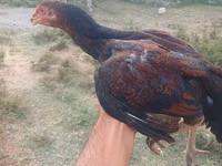 Chickens — फ़ोटो 2