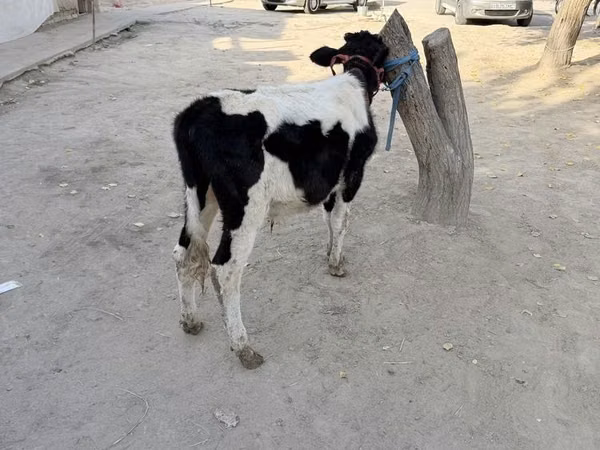 Bulle, Russian Black pied cattle