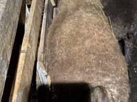 Widder, Shirvan sheep — Foto 3