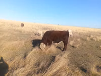 Toro, Swiss cattle — foto 1