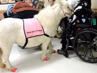 Stute, Miniature horse — Foto 6