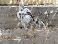Chickens — الصورة 2