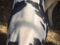 Toro, Russian Black pied cattle — foto 6