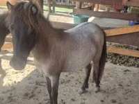 Mare, Shetland Pony — photo 6
