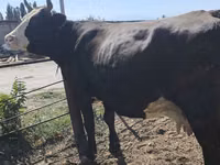 بقرة, Russian Black pied cattle — الصورة 4