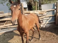 Caballo, Thoroughbred horse — foto 5