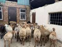 كبش, Rhon sheep — الصورة 7