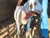 Carnero, Dorper sheep — foto 6