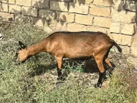 عنزة, Alpine goat — الصورة 1