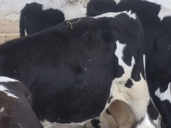 Toro, Russian Black pied cattle
