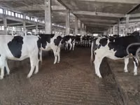 Kuh, Holstein-Rasse — Foto 4