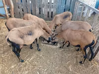 نعجة, Cameroon sheep — الصورة 2