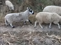मेढ़ा, Cerry Hill sheep — फ़ोटो 1