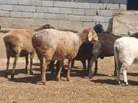 Widder, Ordabasy sheep — Foto 4