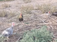 Chickens — الصورة 5