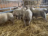 Schaf, Charollais sheep — Foto 3