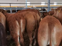 Vaca, Vaca Limousin — foto 4
