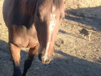 فرس, Arabian horse — الصورة 4