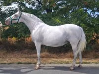 فرس, Lipizzaner — الصورة 1