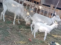 Ziege, Dutch Landrace goats — Foto 3