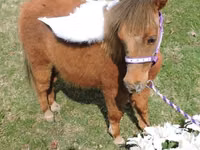 Mare, Miniature horse — photo 8