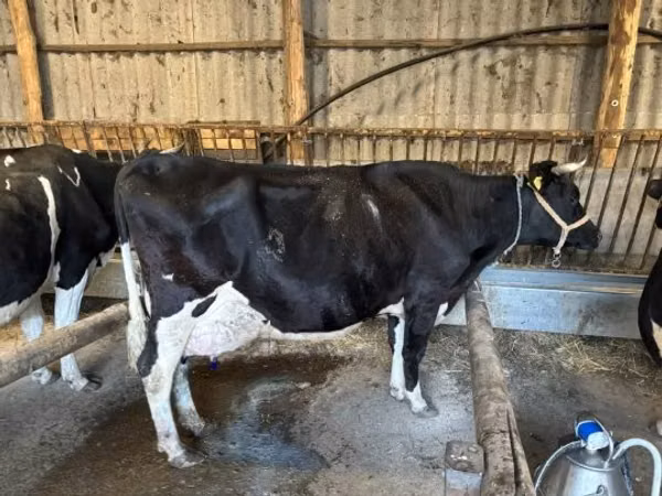 Cow, British White Cow