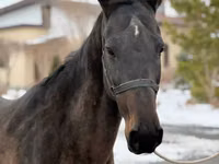 Yegua, Akhal-Teke — foto 5