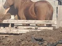 Mare, Kazakh horse — photo 2