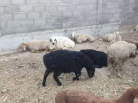 Sheep, Sheep — photo 3