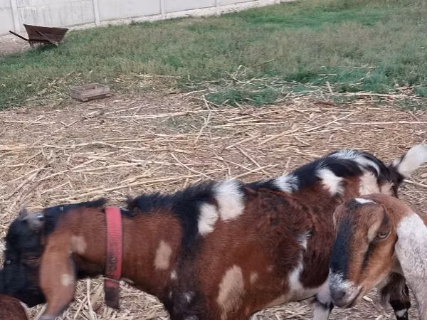 Ziegenbock, Nubian Goat