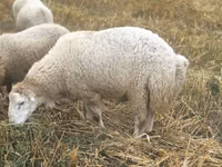 Widder, Bardhoka sheep — Foto 4