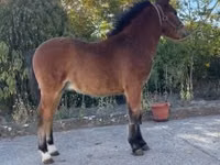Horse (M), Welsh Cob — photo 3
