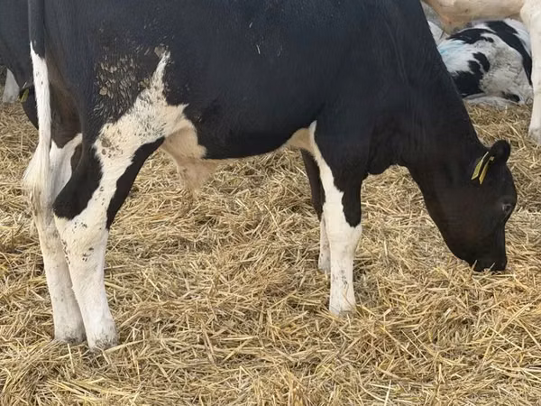 Toro, Russian Black pied cattle