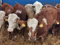 Bovinos (lote, sexo no especificado), Simmental cattle — foto 5