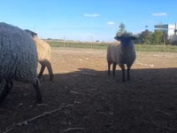 Carnero, White Suffolk sheep — foto 2