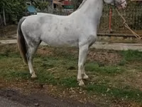 Stute, Hungarian horse breed — Foto 1
