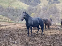 حصان, Karachay horse — الصورة 5