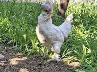 Chickens — फ़ोटो 4