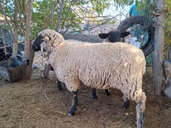 Sheep, Sheep