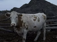 गाय, Simmental cattle — फ़ोटो 2