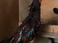 Chickens — الصورة 2