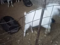 Goat, Alpine goat — photo 2