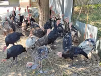 Turkeys — Foto 5