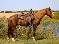 فرس, Rocky Mountain Horse — الصورة 5
