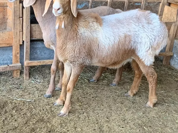 Sheep, Arashan sheep