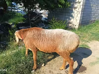 Widder, Agin sheep — Foto 1