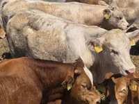 Toro, Vaca Limousin — foto 2