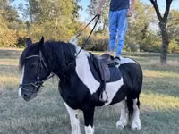 فرس, Gypsy horse — الصورة 3