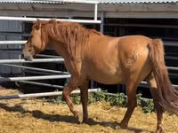 Hengst, Mugalzhar horse — Foto 4